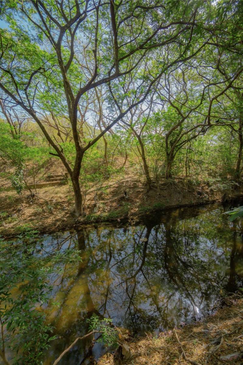 Árboles del bosque reflejados en el agua tranquila del río